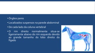 • Órgãos pares
• Localizados suspensos na parede abdominal
• De cada lado da coluna vertebral
• O rim direito normalmente situa-se
ligeiramente abaixo do rim esquerdo devido
ao grande tamanho do lobo direito do
fígado
 