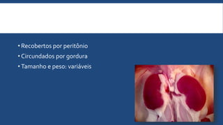 • Recobertos por peritônio
• Circundados por gordura
• Tamanho e peso: variáveis
 