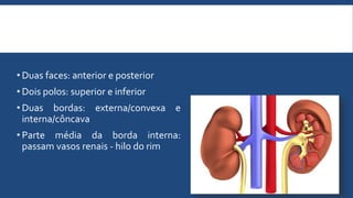 • Duas faces: anterior e posterior
• Dois polos: superior e inferior
• Duas bordas: externa/convexa e
interna/côncava
• Parte média da borda interna:
passam vasos renais - hilo do rim
 
