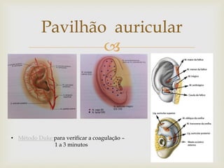 
Pavilhão auricular
• Método Duke para verificar a coagulação –
1 a 3 minutos
 