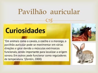
Pavilhão auricular
 