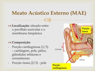 
 Localização: situado entre
o pavilhão auricular e a
membrana timpânica
 Composição:
- Porção cartilaginosa (1/3)
– cartilagem, pele, pêlos,
glândulas sebáceas e
ceruminosas
- Porção óssea (2/3) - pele
Meato Acústico Externo (MAE)
Porção
óssea
Porção
cartilaginosa
2,8 cm
6-8 mm
 