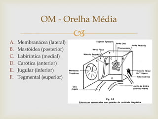 
OM - Orelha Média
A. Membranácea (lateral)
B. Mastóidea (posterior)
C. Labiríntica (medial)
D. Carótica (anterior)
E. Jugular (inferior)
F. Tegmental (superior)
 