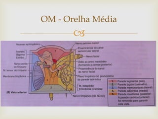 
OM - Orelha Média
 