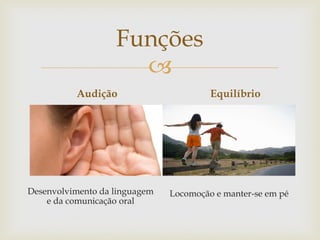 
Funções
Audição
Desenvolvimento da linguagem
e da comunicação oral
Equilíbrio
Locomoção e manter-se em pé
 