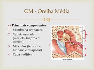 
 Principais componentes
1. Membrana timpânica
2. Cadeia ossicular
(martelo, bigorna e
estribo)
3. Músculos (tensor do
tímpano e estapédio)
4. Tuba auditiva
OM - Orelha Média
1
2
3
3
4
 