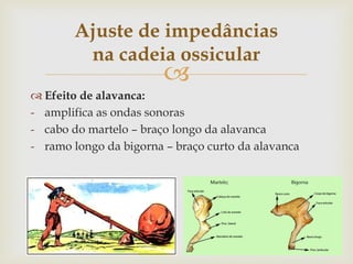 
 Efeito de alavanca:
- amplifica as ondas sonoras
- cabo do martelo – braço longo da alavanca
- ramo longo da bigorna – braço curto da alavanca
Ajuste de impedâncias
na cadeia ossicular
 