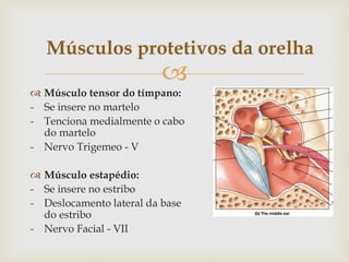 
 Músculo tensor do tímpano:
- Se insere no martelo
- Tenciona medialmente o cabo
do martelo
- Nervo Trigemeo - V
 Músculo estapédio:
- Se insere no estribo
- Deslocamento lateral da base
do estribo
- Nervo Facial - VII
Músculos protetivos da orelha
 