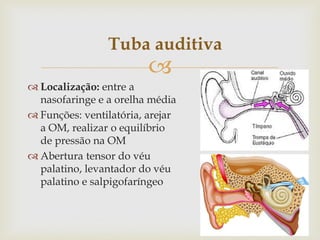 
 Localização: entre a
nasofaringe e a orelha média
 Funções: ventilatória, arejar
a OM, realizar o equilíbrio
de pressão na OM
 Abertura tensor do véu
palatino, levantador do véu
palatino e salpigofaríngeo
Tuba auditiva
 