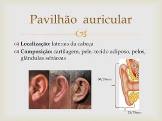 
 Localização: laterais da cabeça
 Composição: cartilagem, pele, tecido adiposo, pelos,
glândulas sebáceas
Pavilhão auricular
60/65mm
25/35mm
 