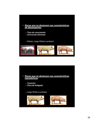 • Raças que se destacam nas características
  de desempenho:

  – Taxa de crescimento
  – Conversão alimentar


  – Pietran, Large White e Landrace




• Raças que se destacam nas características
  reprodutivas:

  – Tamanho
  – Peso de leitegada


  – Large White e Landrace




                                              28
 