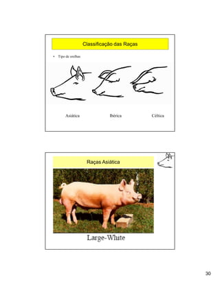 Classificação das Raças

•   Tipo de orelhas




        Asiática                 Ibérica        Céltica




                       Raças Asiática




                                                          30
 