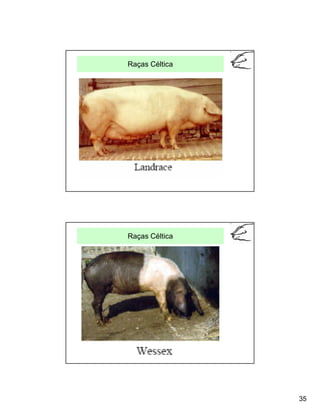 Raças Céltica




Raças Céltica




                35
 