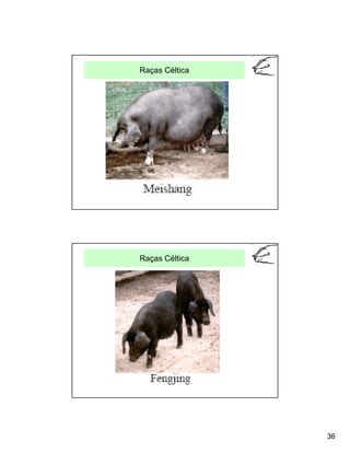 Raças Céltica




Raças Céltica




                36
 