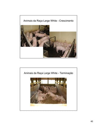 Animais da Raça Large White - Crescimento




Animais da Raça Large White - Terminação




                                            40
 