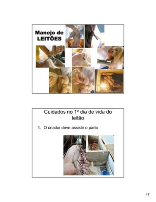 Manejo de
LEITÕES




   Cuidados no 1º dia de vida do
              leitão
1. O criador deve assistir o parto




                                     47
 