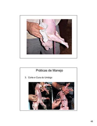 Práticas de Manejo

3. Corte e Cura do Umbigo




                               48
 