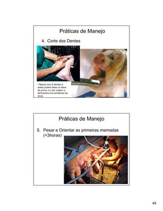 Práticas de Manejo
   4. Corte dos Dentes




• Nasce com 8 dentes e
estes podem lesar os tetos
da porca, ou dar origem a
ferimentos nos arredores da
boca




                  Práticas de Manejo

5. Pesar e Orientar as primeiras mamadas
   (<3horas)




                                           49
 