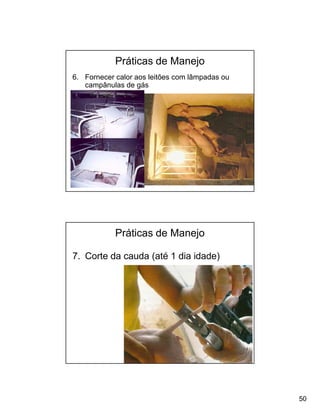 Práticas de Manejo
6. Fornecer calor aos leitões com lâmpadas ou
   campânulas de gás




            Práticas de Manejo

7. Corte da cauda (até 1 dia idade)




                                                50
 