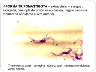 FORMA TRIPOMASTIGOTA – extracelular – sangue ,
alongada, cinetoplasto posterior ao núcleo, flagelo circunda
membrana ondulante e livre anterior.
Trypanosoma cruzi - vermelha - núcleo; azul - membrana ondulante;
verde -flagelo.
tripomastigota é a forma extra celular, não se divide dentro do ser humano, forma flagelada.
 