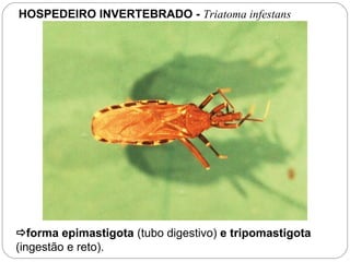 HOSPEDEIRO INVERTEBRADO - Triatoma infestans
forma epimastigota (tubo digestivo) e tripomastigota
(ingestão e reto).
 