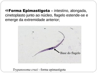 Forma Epimastigota – intestino, alongada,
cinetoplasto junto ao núcleo, flagelo estende-se e
emerge da extremidade anterior;
Base do flagelo
Trypanosoma cruzi - forma epimastigota
 