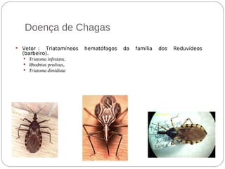 Doença de Chagas
 Vetor : Triatomíneos hematófagos da família dos Reduvídeos
(barbeiro).
 Triatoma infestans,
 Rhodnius prolixus,
 Triatoma dimidiata
biológico
O barbeiro é um percervejo hematófago
Hematófago: é o nome dado a um grupo de animais ou parasitas que se
alimentam de sangue.
O vetor da doença de Chagas é o triatomíneos.
principal vetor.
 