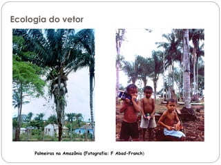 Palmeiras na Amazônia (Fotografia: F Abad-Franch)
Ecologia do vetor
 