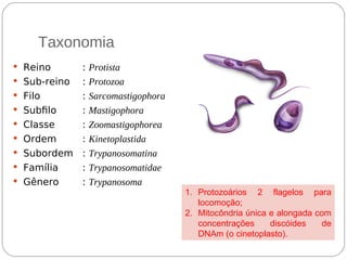 Taxonomia
 Reino : Protista
 Sub-reino : Protozoa
 Filo : Sarcomastigophora
 Subflo : Mastigophora
 Classe : Zoomastigophorea
 Ordem : Kinetoplastida
 Subordem : Trypanosomatina
 Família : Trypanosomatidae
 Gênero : Trypanosoma
1. Protozoários 2 flagelos para
locomoção;
2. Mitocôndria única e alongada com
concentrações discóides de
DNAm (o cinetoplasto).
 