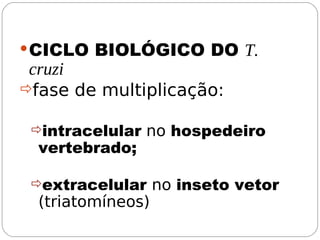 CICLO BIOLÓGICO DO T.
cruzi
fase de multiplicação:
intracelular no hospedeiro
vertebrado;
extracelular no inseto vetor
(triatomíneos)
 