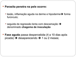  Parasita penetra na pele ocorre:
 lesão, inflamação aguda na derme e hipoderme forma
furúnculo;
 seguida de regressão lenta com descamação 
denominado chagoma de inoculação
 Fase aguda passa despercebida (4 a 10 dias após
picada)  desaparecendo  1 ou 2 meses;
 