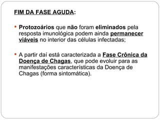 FIM DA FASE AGUDA:
 Protozoários que não foram eliminados pela
resposta imunológica podem ainda permanecer
viáveis no interior das células infectadas;
 A partir daí está caracterizada a Fase Crônica da
Doença de Chagas, que pode evoluir para as
manifestações características da Doença de
Chagas (forma sintomática).
 