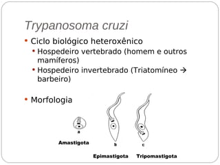 Trypanosoma cruzi
 Ciclo biológico heteroxênico
 Hospedeiro vertebrado (homem e outros
mamíferos)
 Hospedeiro invertebrado (Triatomíneo 
barbeiro)
 Morfologia
Amastigota
Epimastigota Tripomastigota
O trypanosoma cruzi tem essas três formas:
HOSPEDEIRO INTERMEDIÁRIO
 