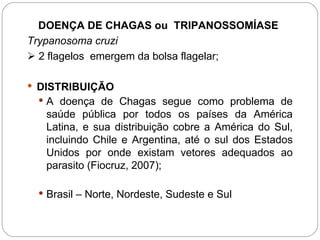 DOENÇA DE CHAGAS ou TRIPANOSSOMÍASE
Trypanosoma cruzi
 2 flagelos emergem da bolsa flagelar;
 DISTRIBUIÇÃO
 A doença de Chagas segue como problema de
saúde pública por todos os países da América
Latina, e sua distribuição cobre a América do Sul,
incluindo Chile e Argentina, até o sul dos Estados
Unidos por onde existam vetores adequados ao
parasito (Fiocruz, 2007);
 Brasil – Norte, Nordeste, Sudeste e Sul
 
