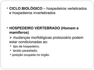  CICLO BIOLÓGICO – hospedeiros vertebrados
e hospedeiros invertebrados
 HOSPEDEIRO VERTEBRADO (Homem e
mamíferos)
 mudanças morfológicas protozoário podem
estar condicionadas ao:
 tipo de hospedeiro;
 tecido parasitado;
 posição ocupada no órgão.
HOSPEDEIRO INTERMEDIÁRIO É O VERTEBRADO
 
