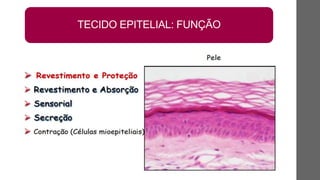 TECIDO EPITELIAL: FUNÇÃO
 