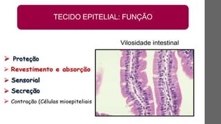 TECIDO EPITELIAL: FUNÇÃO
 
