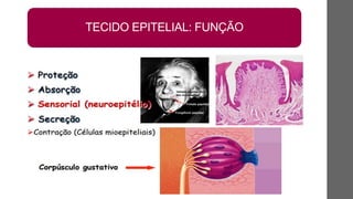TECIDO EPITELIAL: FUNÇÃO
 