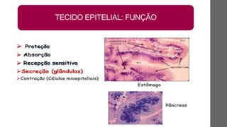 TECIDO EPITELIAL: FUNÇÃO
 