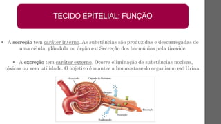 • A excreção tem caráter externo. Ocorre eliminação de substâncias nocivas,
tóxicas ou sem utilidade. O objetivo é manter a homeostase do organismo ex: Urina.
• A secreção tem caráter interno. As substâncias são produzidas e descarregadas de
uma célula, glândula ou órgão ex: Secreção dos hormônios pela tireoide.
TECIDO EPITELIAL: FUNÇÃO
 