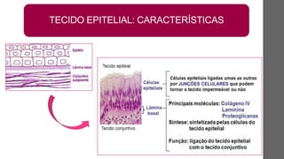 TECIDO EPITELIAL: CARACTERÍSTICAS
 