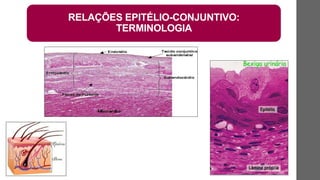 RELAÇÕES EPITÉLIO-CONJUNTIVO:
TERMINOLOGIA
 