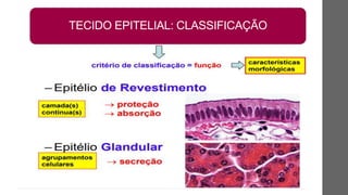 TECIDO EPITELIAL: CLASSIFICAÇÃO
 