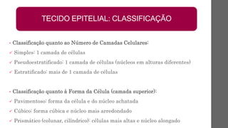 • Classificação quanto ao Número de Camadas Celulares:
 Simples: 1 camada de células
 Pseudoestratificado: 1 camada de células (núcleos em alturas diferentes)
 Estratificado: mais de 1 camada de células
• Classificação quanto à Forma da Célula (camada superior):
 Pavimentoso: forma da célula e do núcleo achatada
 Cúbico: forma cúbica e núcleo mais arredondado
 Prismático (colunar, cilíndrico): células mais altas e núcleo alongado
TECIDO EPITELIAL: CLASSIFICAÇÃO
 