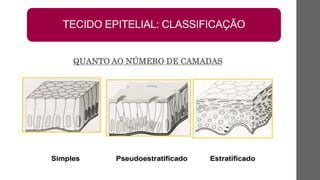 TECIDO EPITELIAL: CLASSIFICAÇÃO
QUANTO AO NÚMERO DE CAMADAS
 