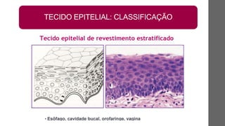 TECIDO EPITELIAL: CLASSIFICAÇÃO
 