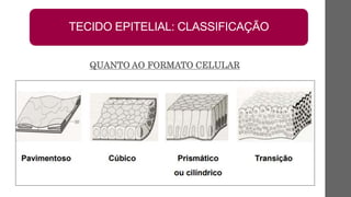 TECIDO EPITELIAL: CLASSIFICAÇÃO
QUANTO AO FORMATO CELULAR
 