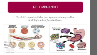 • Tecido: Grupo de células que apresenta (em geral) a
morfologia e funções similares.
RELEMBRANDO
 