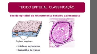 TECIDO EPITELIAL: CLASSIFICAÇÃO
 