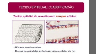 TECIDO EPITELIAL: CLASSIFICAÇÃO
 